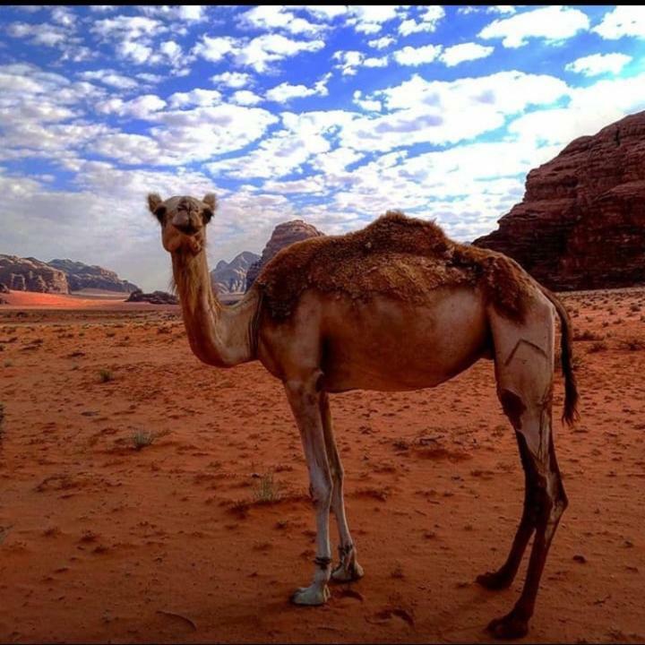 Wadi Rum Local Guide Camp Eksteriør billede